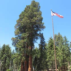 Sequoia, giant